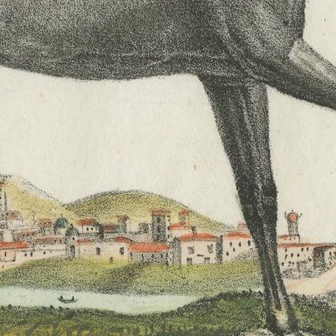 Antique Print of Persian Horse, close-up 2