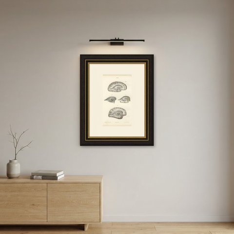 White Matter of the Cerebral Hemisphere, Antique Hirschfeld Anatomy Print, 1866, shown framed on a wall