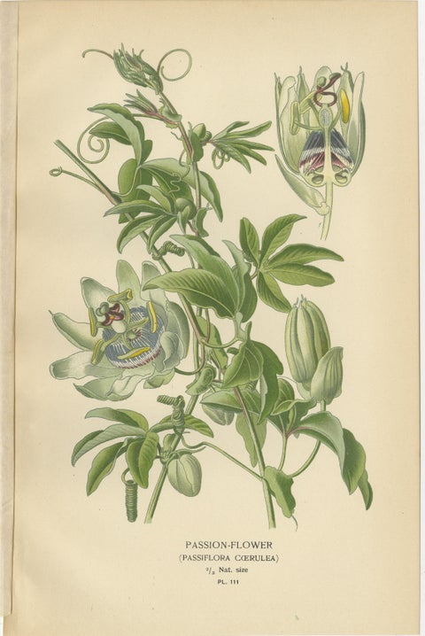 Antique Botanical Prints: Loasa Lateritia, Mentzelia Lindleyi & Passion-Flower, view 4