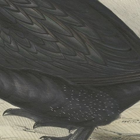 Antique Bird Print of the Great Cormorant or Black Shag, 1832, close-up 2