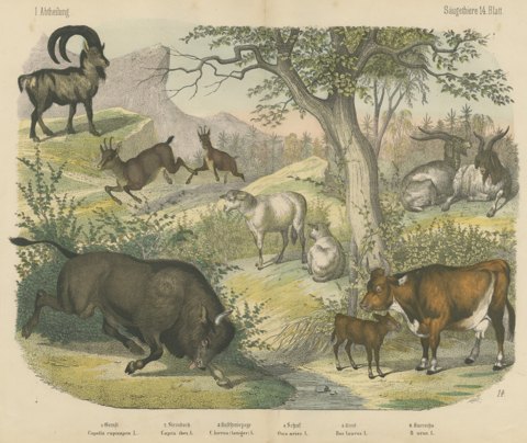 Antique Ibex and Chamois Print with Aurochs, Sheep and Cattle, circa 1890
