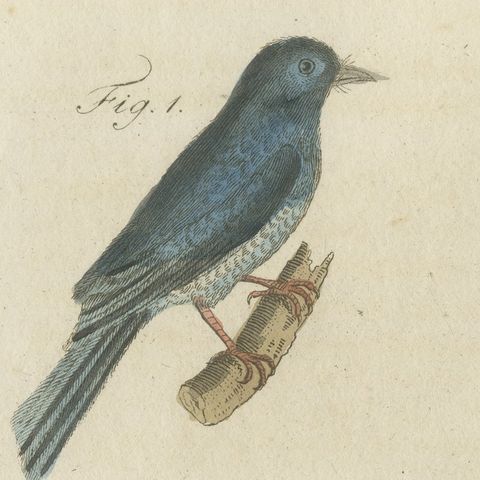 Five Exotic Birds, Antique Bertuch Print, Vienna, circa 1805, close-up 6
