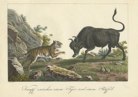 Antique Hand-colored Print of a Fighting Tiger and Buffalo in Indonesia, c.1830, view 2