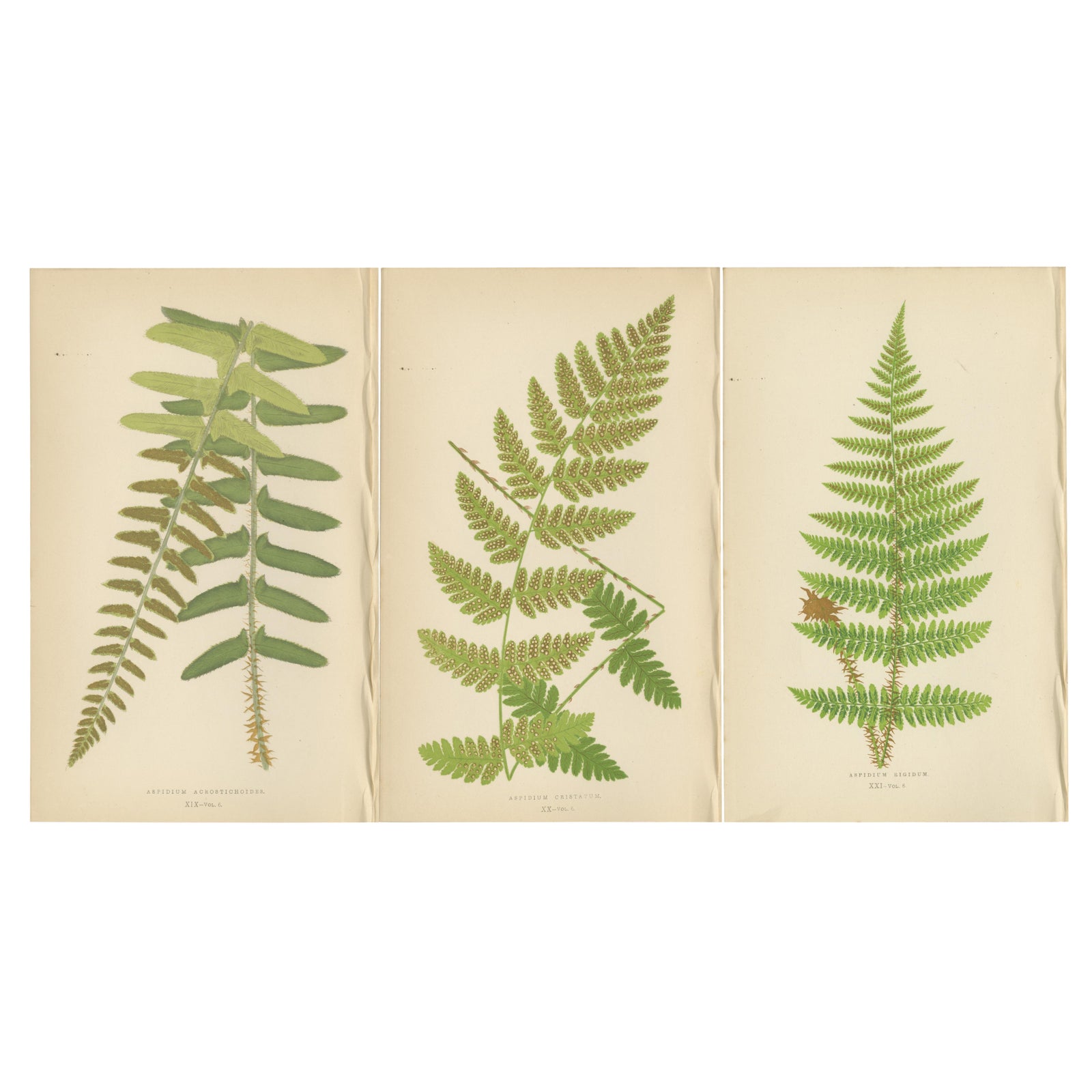 Antique Hand-Colored Fern Prints - Aspidium Acrostichoides, Cristatum, Rigidum