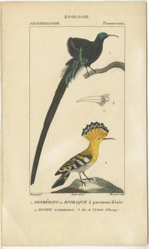 Set of 3 Antique Bird Prints - Parrots - Passerines - Birds of Prey, circa 1820, view 4
