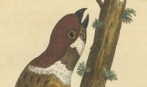 Antique Hand-Colored Engraving of A Hamburgh Treecreeper by Eleazar Albin, 1735, close-up 7