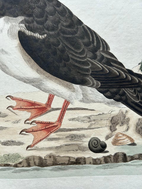 Alca arctica, Antique Atlantic Puffin Print by Nozeman & Sepp, 1809, view 5