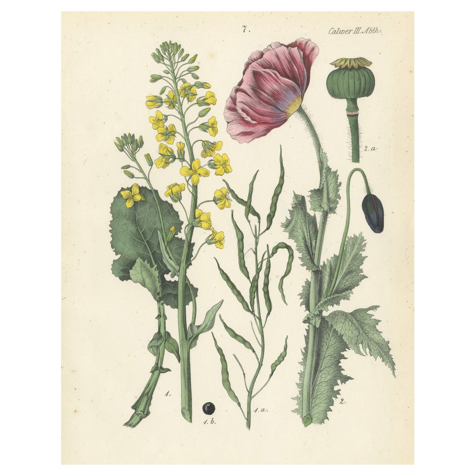 1854 Hand-Colored Botanical Lithograph of Rapeseed and Poppy