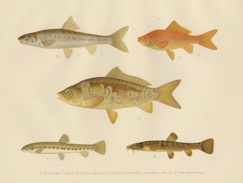 Carp, Goldfish, and Loaches - Vibrant Freshwater Fish of Scandinavia, 1895, close-up 6