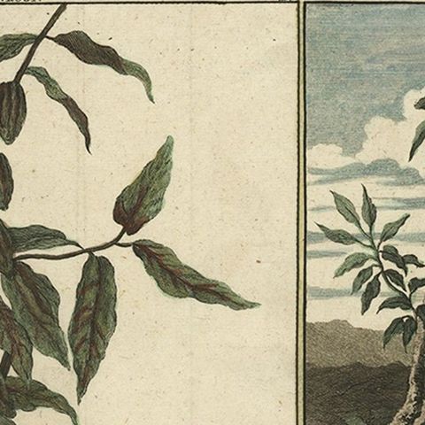 Old Print with Fruits from Asia Cocoa, Soursop Belimbing, Chinese Lemon, 1711, close-up 1
