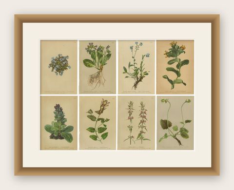 Antique Botanical Prints Alpine Flora Set of 8, Chromolithographs, 1897, shown framed