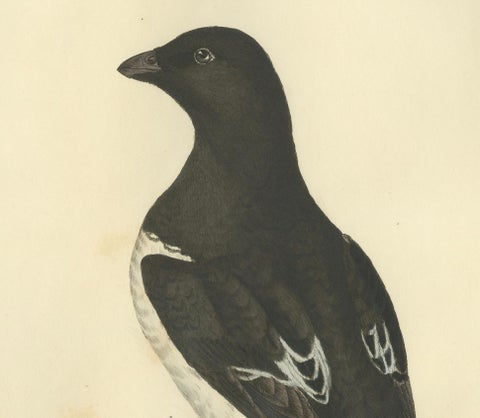 The Little Auk - A Life Seize Study Engraved in Seasonal Plumage by Selby, 1826, close-up 3