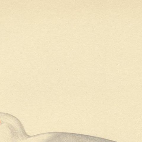 Antique Bird Print of the Glaucous Gull 'Male' by Von Wright, 1929, close-up 1