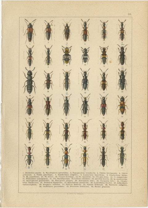 Museum Style Beetle Specimen Plates, Victorian Entomology Prints, Set of 8, view 3