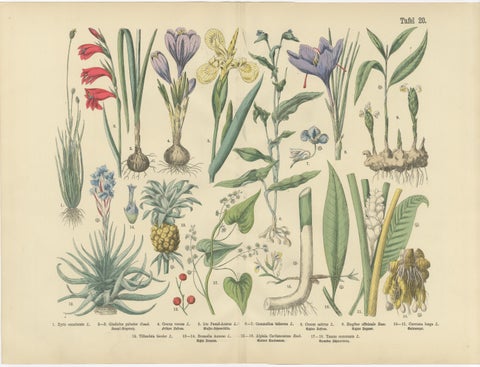 Antique German Botanical Atlas Plates, Grasses & Exotic Plants, 1885, view 3