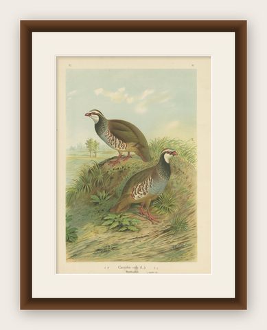 Red-Legged Partridge Pair, Antique Bird Chromolithograph, Caccabis Rufa c.1880, shown framed