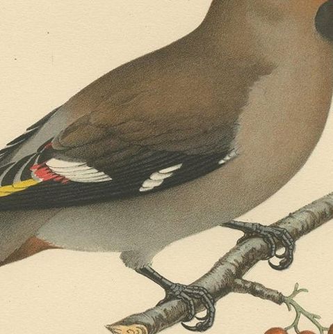 Antique Bird Print of the Bohemian Waxwing by Von Wright, 1927, close-up 2