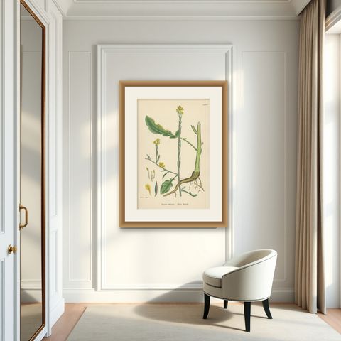 Antique Botany Print 'Hoary Mustard' by J. Sowerby, circa 1860, shown framed in a room