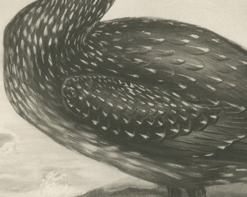 Young Gannet in Speckled Juvenile Plumage after Lilian Medland, c. 1909, close-up 2