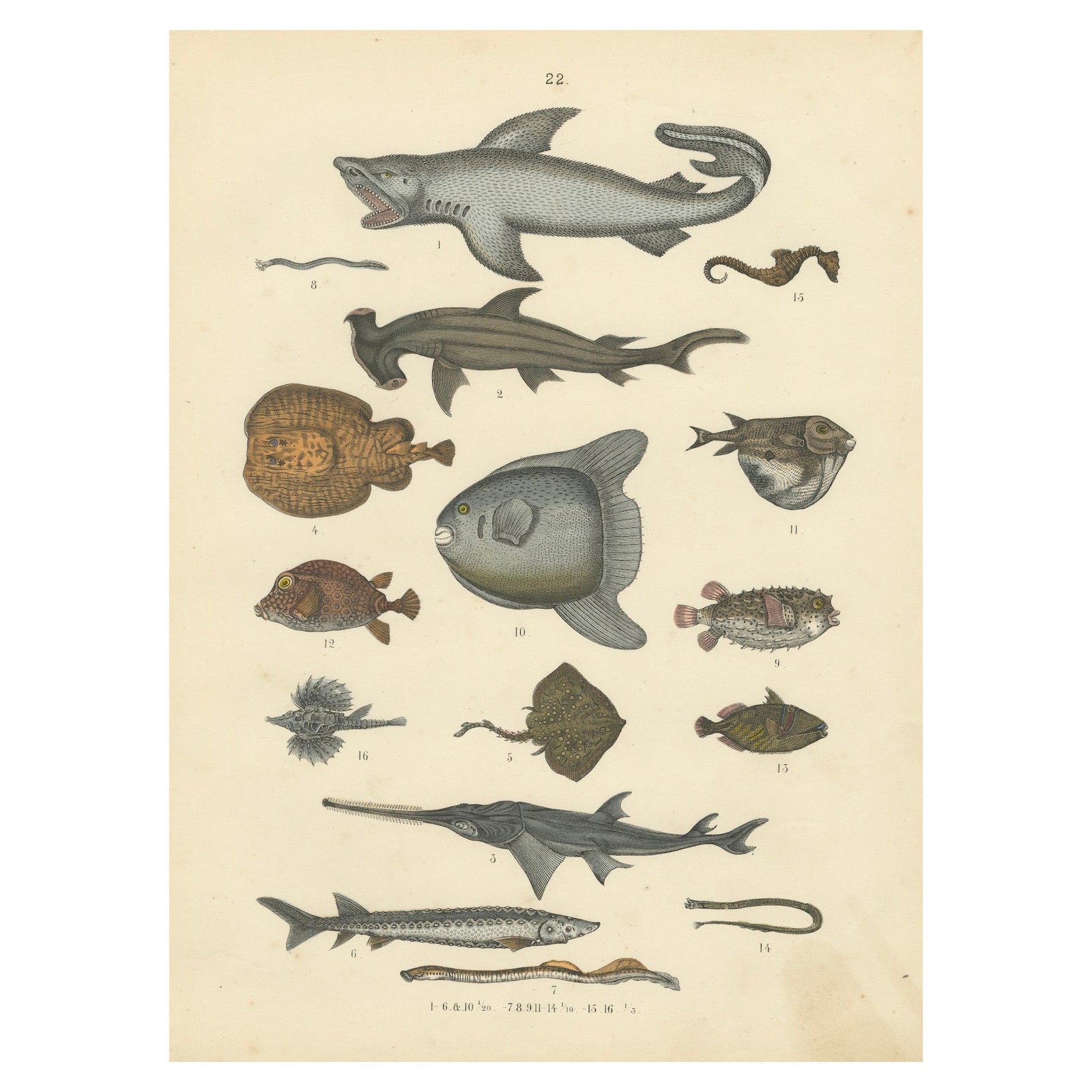 Fishes & Sea Life Print: Shark, Seahorse, Sunfish, Stingray, Antique 1867