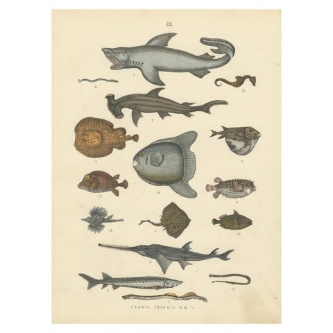 Fishes & Sea Life Print: Shark, Seahorse, Sunfish, Stingray, Antique 1867