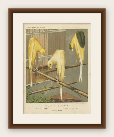 Antique Bird Print of the Belcian Canaries, 'circa 1880', shown framed