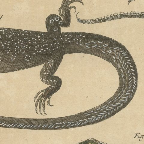 Five Exotic Lizards, Antique Bertuch Print, Vienna, circa 1820, close-up 1