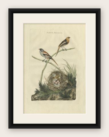 Antique Bird Print of The Reedling by Sepp & Nozeman, 1770, shown framed