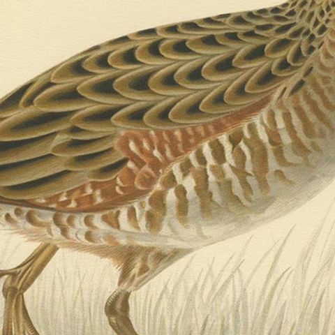 Antique Bird Print of the Corncrake by Von Wright '1929', close-up 2