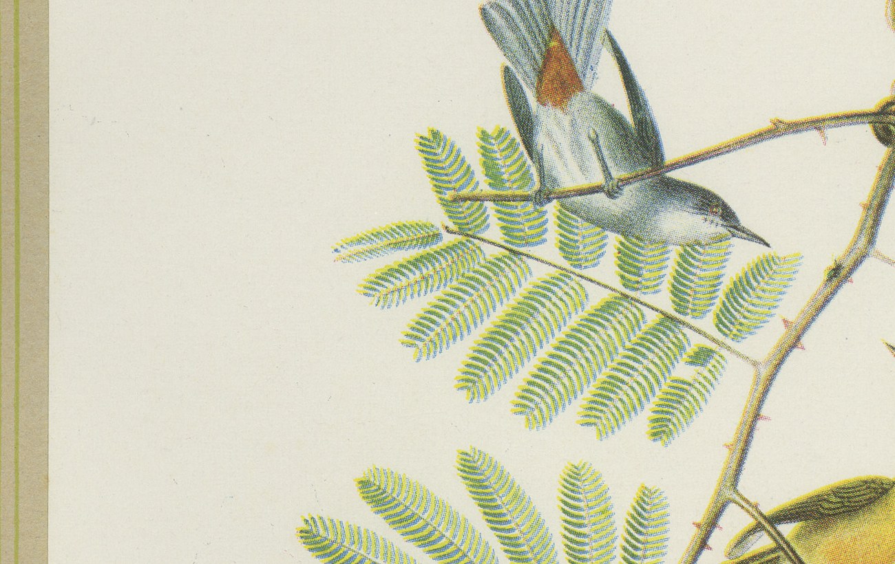 Warblers and Honeycreepers on Acacia, Brazilian Bird Print, Descourtilz, 1944, view 4