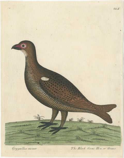 Hand Colored Antique Print of a Black Game Hen or Grouse, view 2