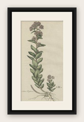 Old Flower Print of the Frog's-Stomach or Harping Johnny, ca.1800, shown framed