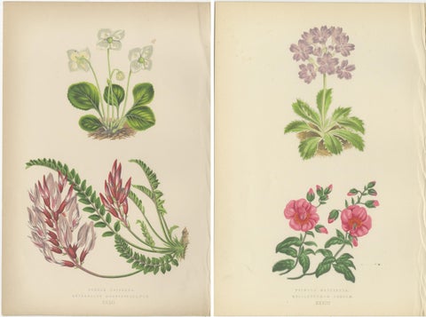 Alpine Botanical Lithograph Pair of Wintergreen and Primrose, 1874, view 4