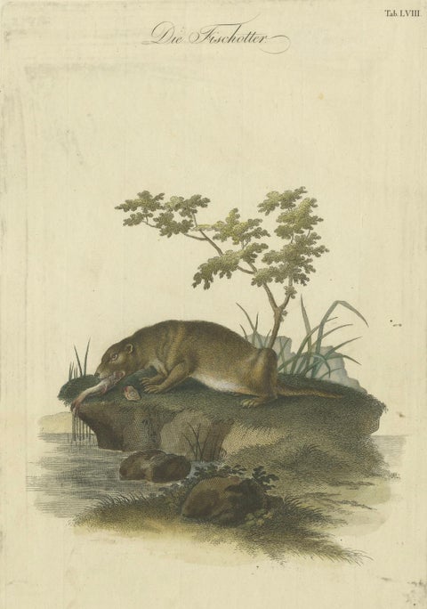 The Otter’s Catch: A Masterpiece Engraving from Johann Daniel Meyer, ca.1750, close-up 1