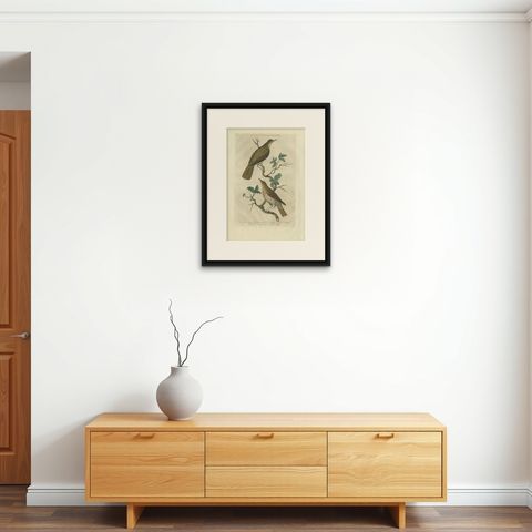 Antique Bird Print of the Fieldfare by Sepp & Nozeman, 1770, shown framed on a wall