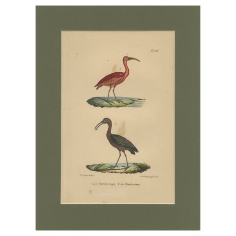 Scarlet Ibis & Glossy Ibis, Antique hand-coloured lithograph, c.1828
