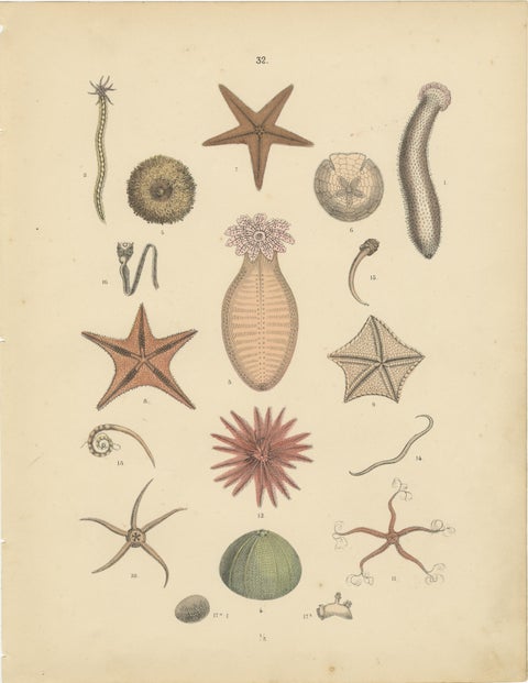 Echinoderms Print: Starfish, Sea Urchins, Brittle Stars, Sea Cucumbers, 1867, view 2