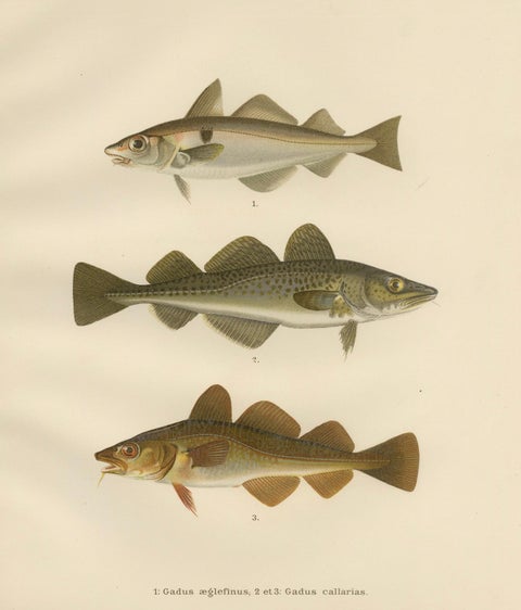 Haddock and Atlantic Cod - Majestic Scandinavian Fish Lithograph, 1895, close-up 5