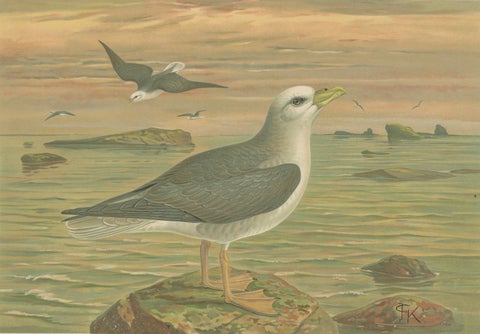 Antique Bird Print of Northern Fulmar at Sea, 19th Century Seabird Illustration, close-up 3