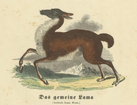 Das gemeine Lama (Common Llama) - Hand-Colored Zoological Print, Circa 1840, close-up 3