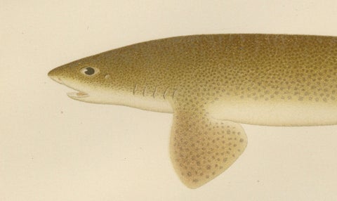 Magnificent Lithograph of Scandinavian Sharks from Pisces Scandinaviae, 1895, close-up 1