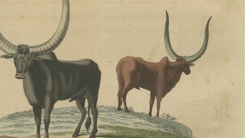 Antique African Sanga Longhorn Cattle Engraving, Bertuch, c.1810, close-up 2