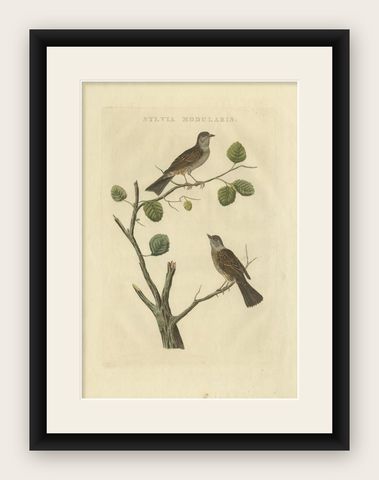 Antique Bird Print of the Dunnock by Sepp & Nozeman, 1829, shown framed