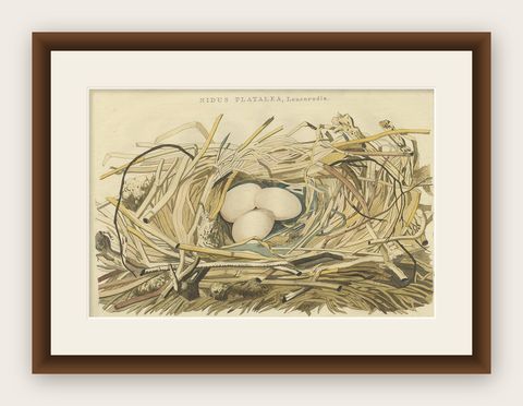 Antique Bird Print of the Nest of a Spoonbill of the Ibis Family, 1789, shown framed