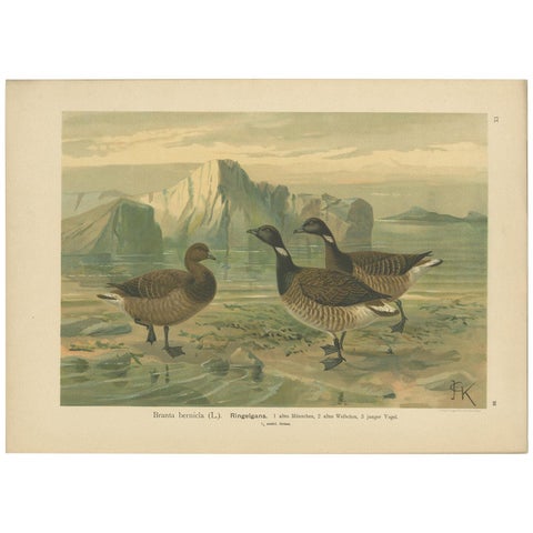 Antique Bird Print of the Brant by Naumann, circa 1895
