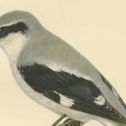 Antique Bird Print of the Great Grey Shrike in Stunning Colors, 1927, close-up 2