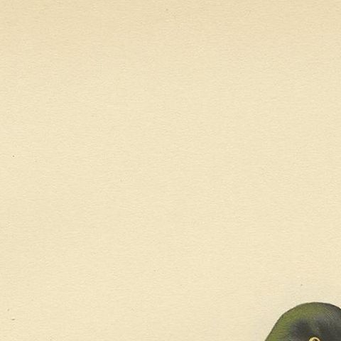 Antique Bird Print of a Young Greater Scaup by Von Wright, 1929, close-up 1