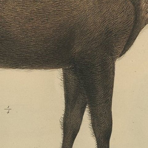 Rare Exotic Animal Print, Bornean Bearded Pig, Hand-Coloured, 1839, close-up 6