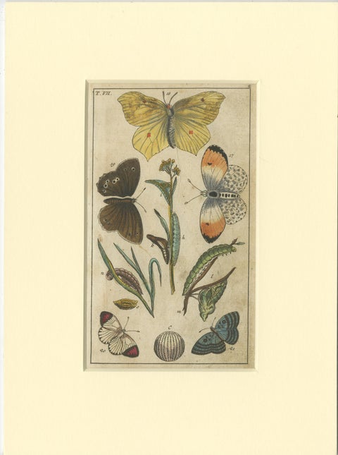 Set of 4 Antique Butterfly Prints Also Showing Caterpillars and Pupae, view 2