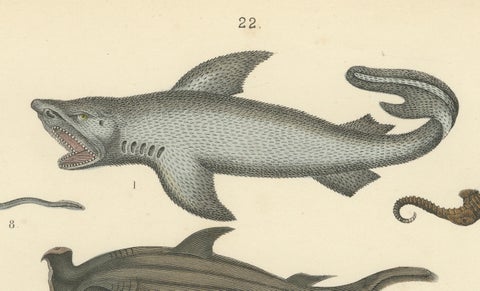 Fishes & Sea Life Print: Shark, Seahorse, Sunfish, Stingray, Antique 1867, close-up 5
